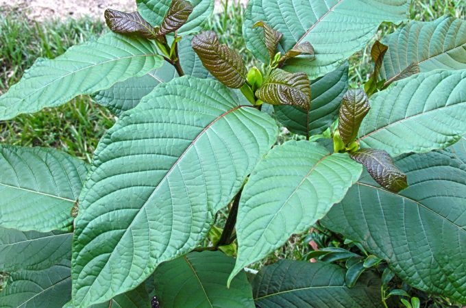 Most Effective and Strongest Options for Kratom for Pain