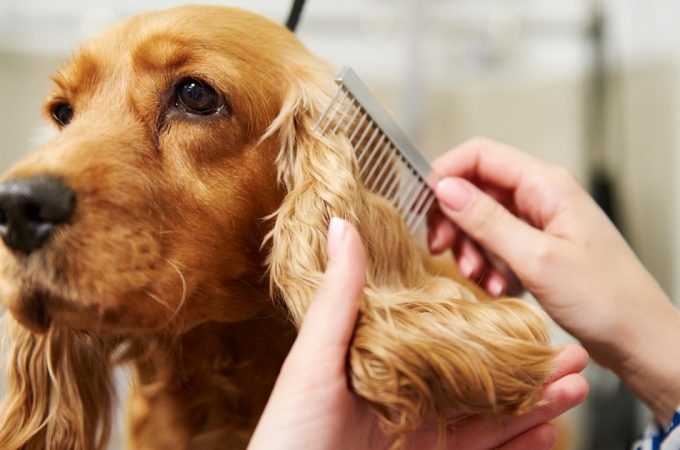 Cheap Dog Pet Grooming Supplies Products Tools For Dogs At Home
