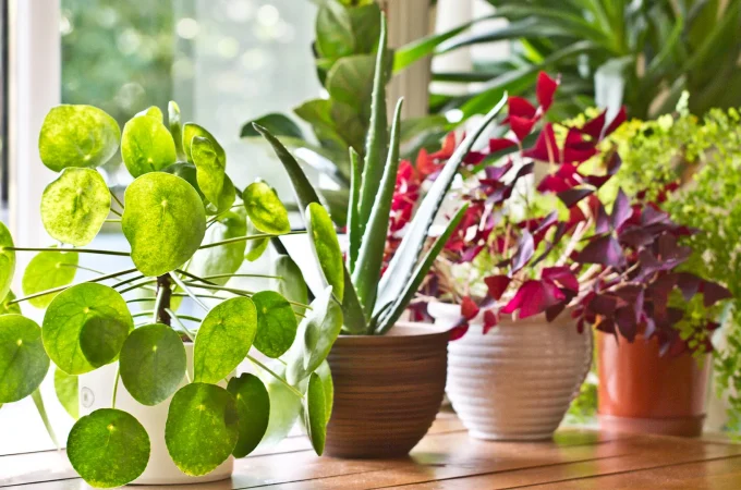 Why Use Artificial Plants Inside The House